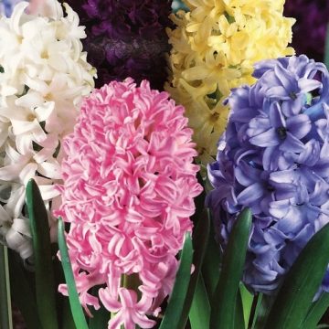 Hyacinth 'Easter Joy Mixture'- 5 Bulbs Per Package