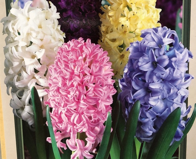 Hyacinth 'Easter Joy Mixture'- 5 Bulbs Per Package