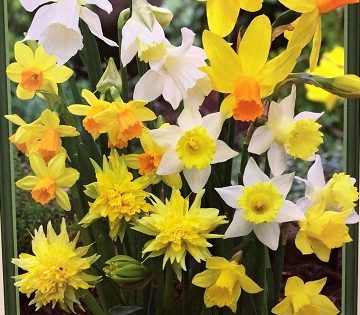 Narcissus 'Rock Garden Mix'- 7 Bulbs Per Package