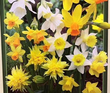Narcissus 'Rock Garden Mix'- 7 Bulbs Per Package