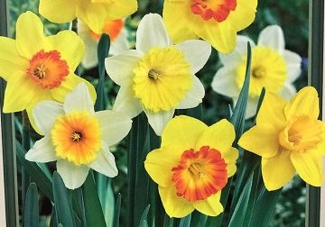 Narcissus 'Naturalizing Mixture'- 7 Bulbs/ Package