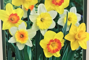 Narcissus 'Naturalizing Mixture'- 7 Bulbs/ Package