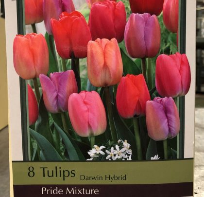 TULIP 'PRIDE MIXTURE'- 8 BULBS PER PACKAGE