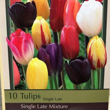 TULIP 'SINGLE LATE MIXTURE'- 7 BULBS PER PACKAGE