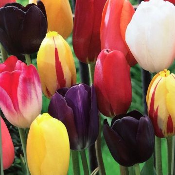 Tulip 'Single Late Mixture' - 7 Bulbs Per Package