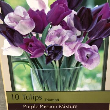 TULIP 'PURPLE PASSION MIX'- 7 BULBS PER PACKAGE