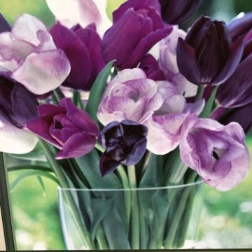 Tulip 'Purple Passion Mix' - 7 Bulbs Per Package