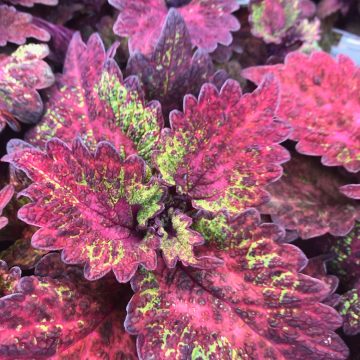 Coleus Indian Summer - 4 1/3" pot