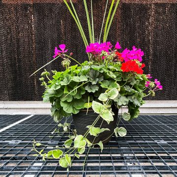 Geranium Combination Caliente® Lavender & Orange