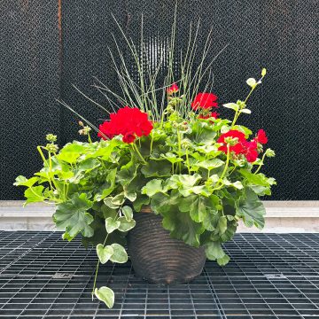 Geranium Combo Calliope® Large Dark Red - 13" Pot