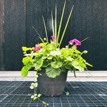 Geranium Combination Calliope® Large Pink - 13"