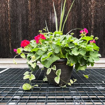 Geranium Combo Calliope® Medium Crimson Flame- 13"