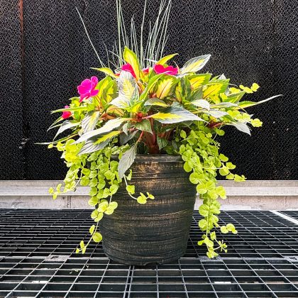 Combination ‘Curly Cue’- 14″ Garden to Go