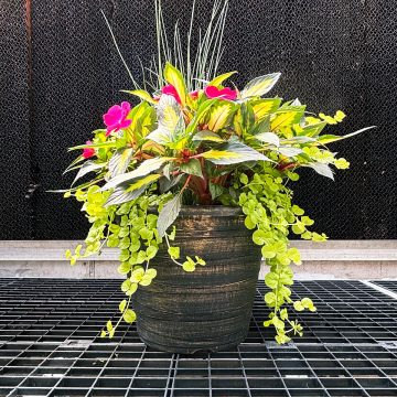 Combination 'Curly Cue'- 14" Garden to Go