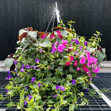 Combination Dancer- 14" Fiber Hanging Basket