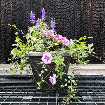 Combination ‘Dreams Come True’- 17″ Estate pot