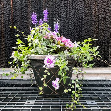 Combination 'Dreams Come True'- 17" Estate pot