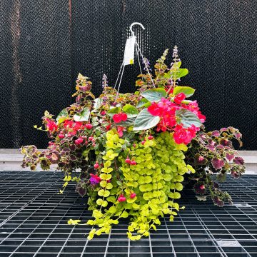 Combination Dark Eyes- 14″ Fiber Hanging Basket