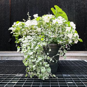 Combination Diamond Lake- 14" Garden to Go