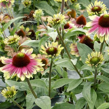 ECHINACEA 'SWEET SANDIA', SIZE #1