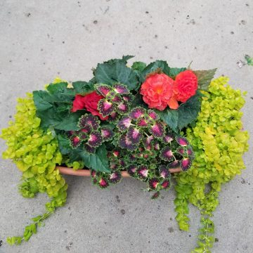 Combination ‘Hawaiian Honeymoon’- 15″ oval pot