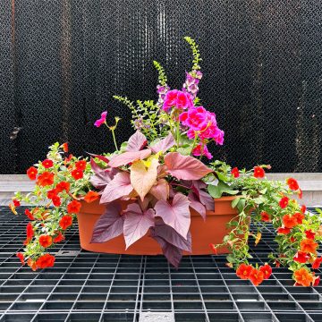 Combination 'Inspiration' - 20" Oval