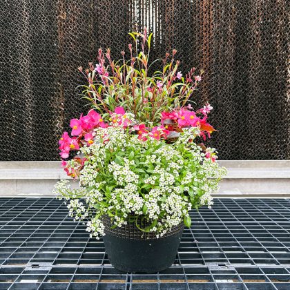 Combination ‘IC Rose’ – 10″