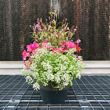 Combination 'IC Rose' - 10" Patio