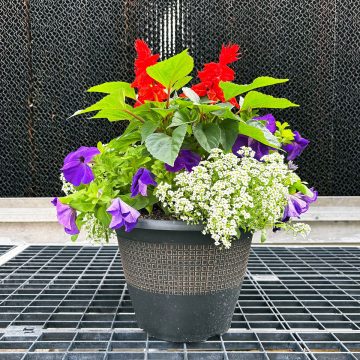 Combination 'Stars & Stripe' - 10" Patio
