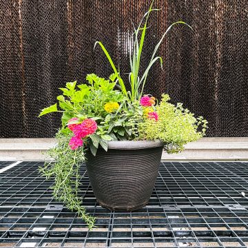 Combination 'Mosquito' - 13" Patio Pot