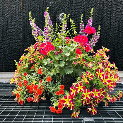Combination Vibrant- 14″ Fiber Hanging Basket