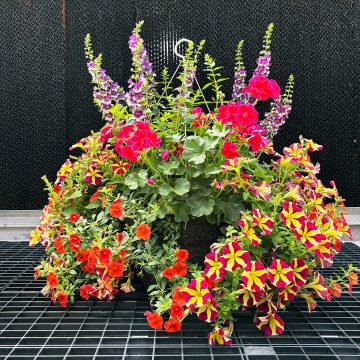 Combination Vibrant- 14" Fiber Hanging Basket