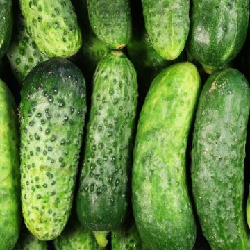 Cucumber'National Pickling' - 3½" pot