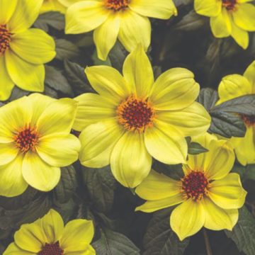 Dahlia Mystic Illusion- 10"