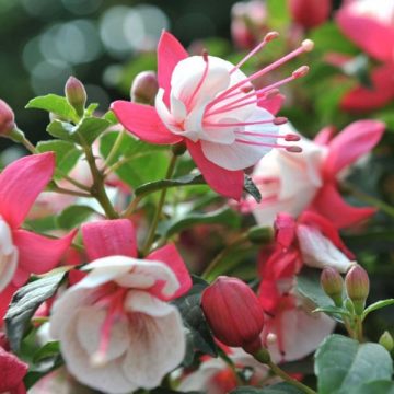 Fuchsia Aretes Arroyo Grande - 4 1/3" pot