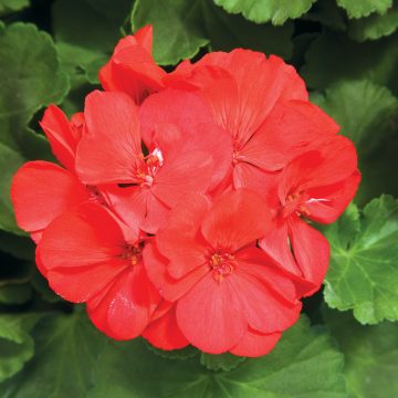 Geranium Calliope® Large Scarlet Fire- 13" Pot