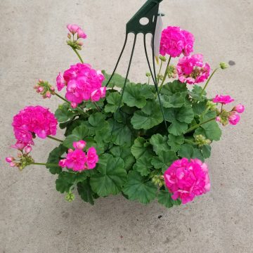 Geranium Calliope® Large Pink- 12" Hanging Basket