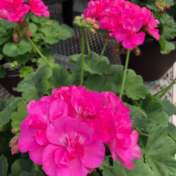 Geranium Calliope® Lg Pink- 13" patio pot