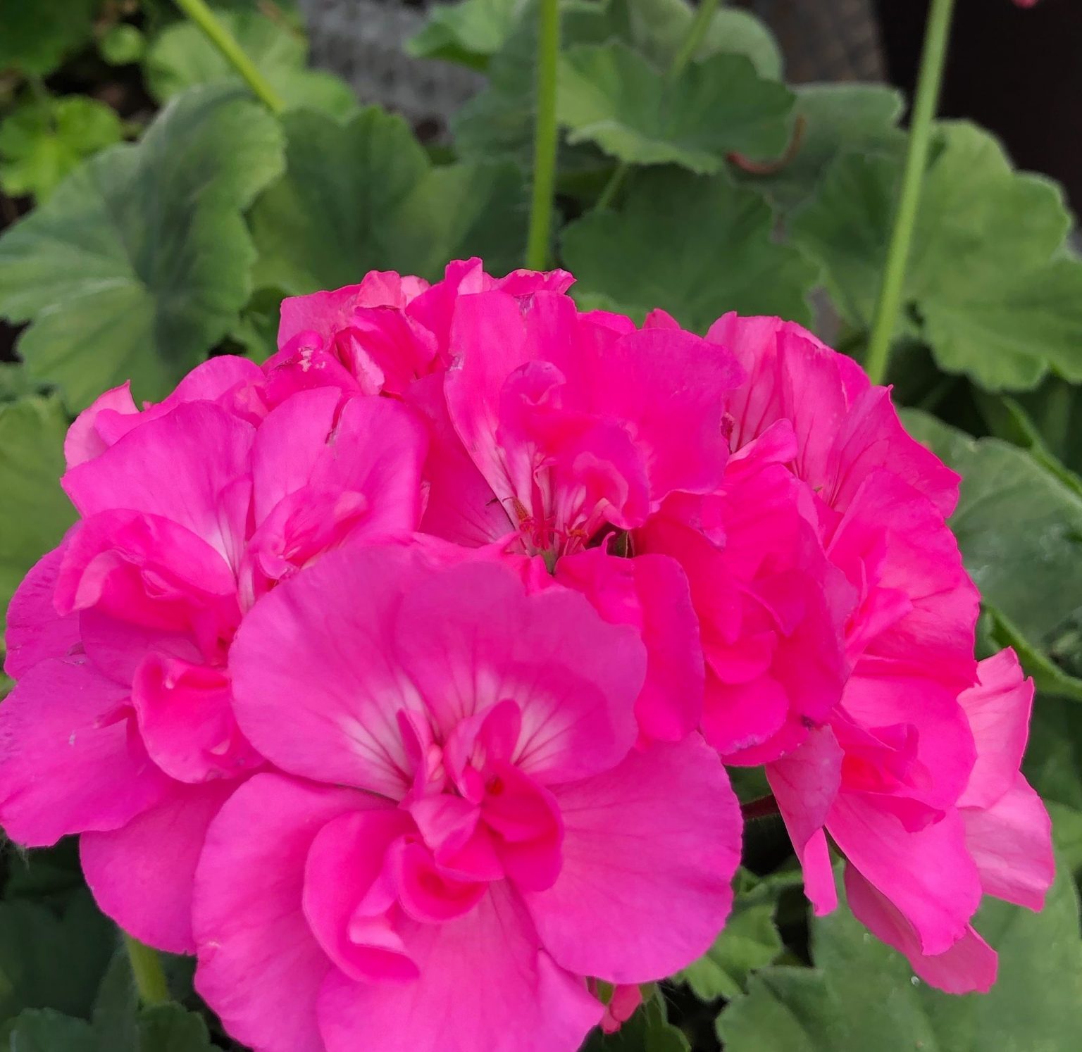 Geranium Calliope® Lg Pink - 4 1/3