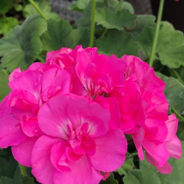 Geranium Calliope® Lg Pink - 4 1/3" pot