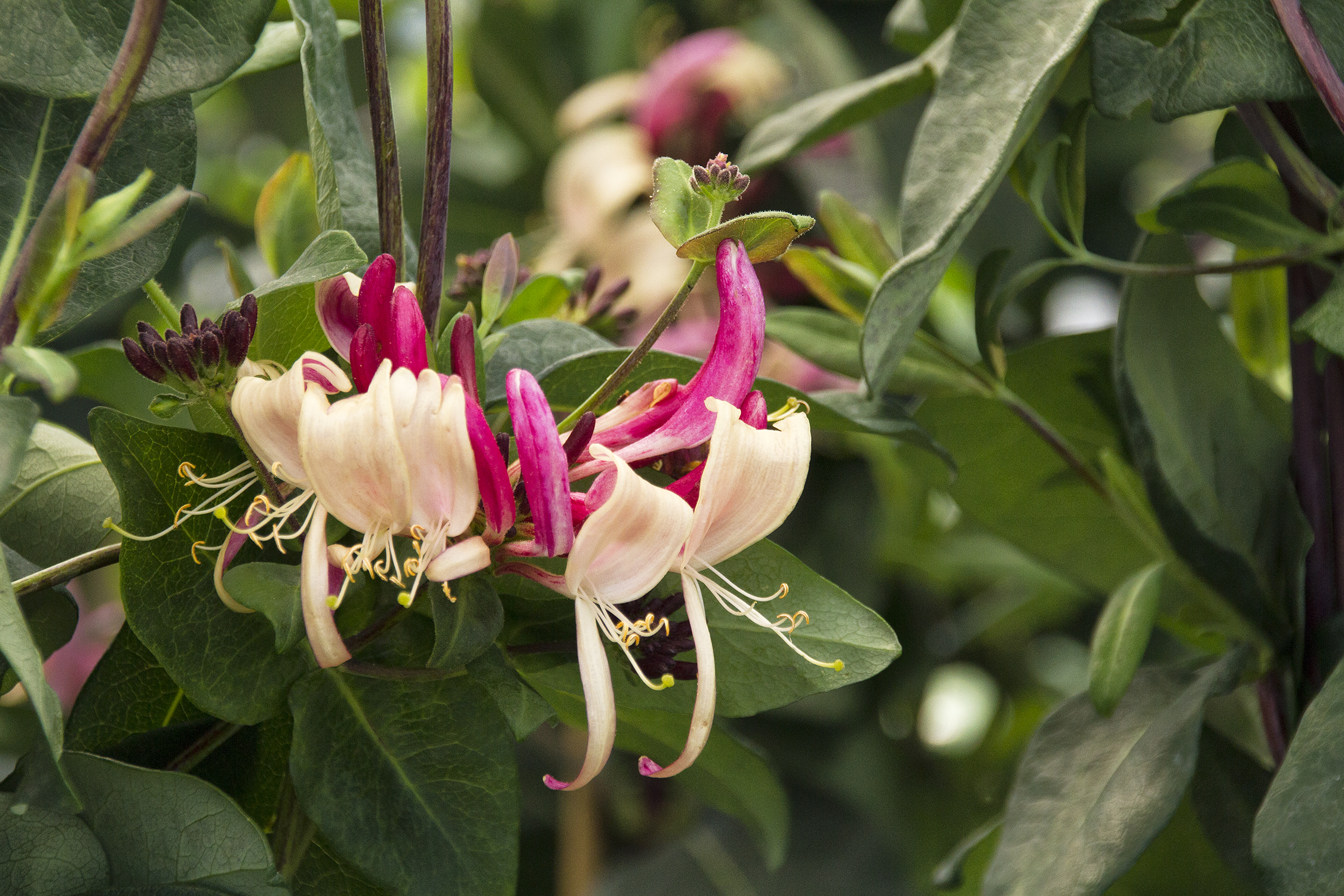 product-21618-1759491511-MO084391