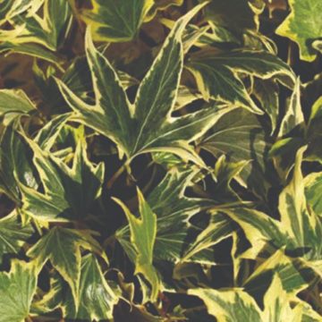 Hedera 'Yellow Ripple' - 4 1/3" Pot