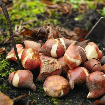 INDIVIDUAL TULIP BULB, ASSORTED VARIETIES