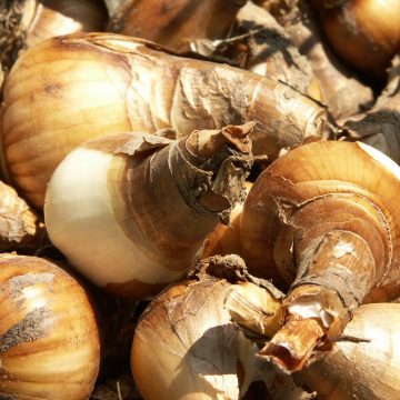 INDIVIDUAL DAFFODIL BULB, ASSORTED VARIETIES