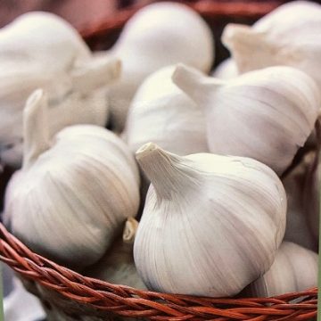 Allium 'California' - 1 Bulb