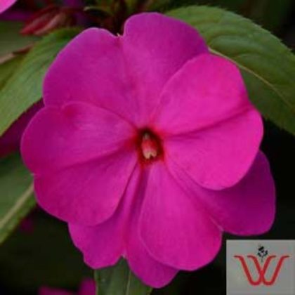 product-2223-1759485041-INGDIV613-306W