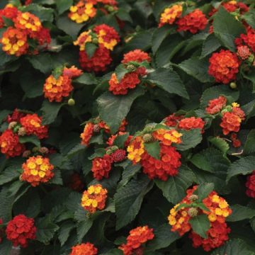 Lantana Bloomify™ Red - 10"