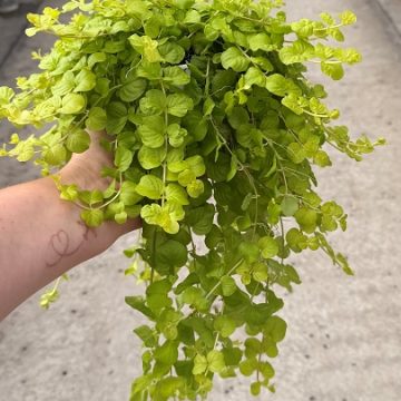 Lysimachia Goldilocks- 4 1/3″ Pot
