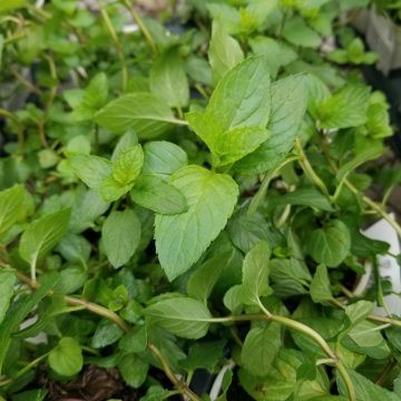 Mint Peppermint - 3½" pot