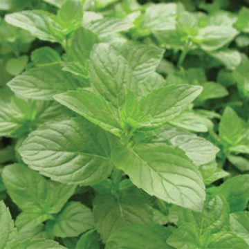 Mint Spearmint - 3½" pot